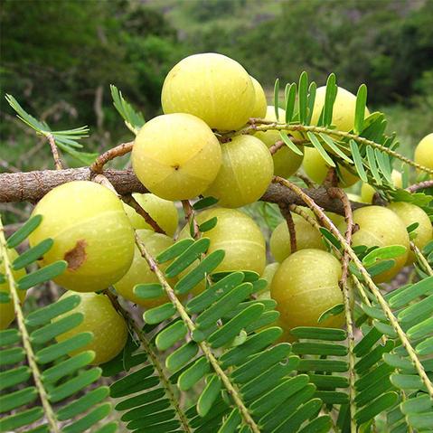 Amla Murabba Dry (Verdanta)
