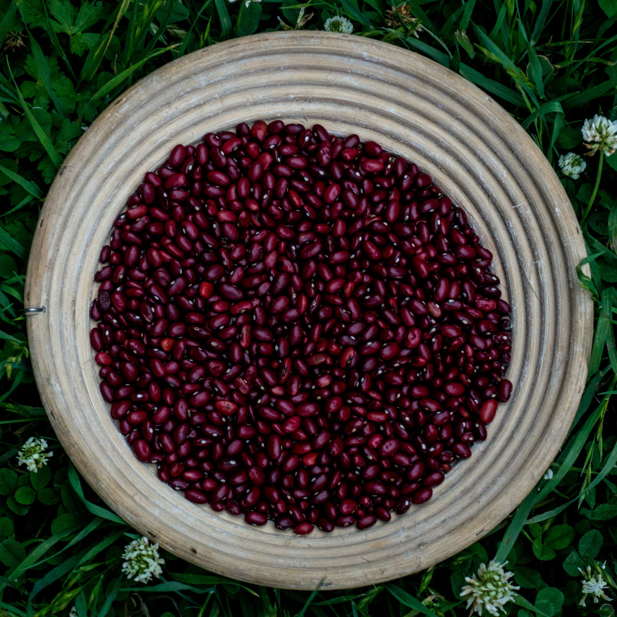 Rajma (Kilmora)