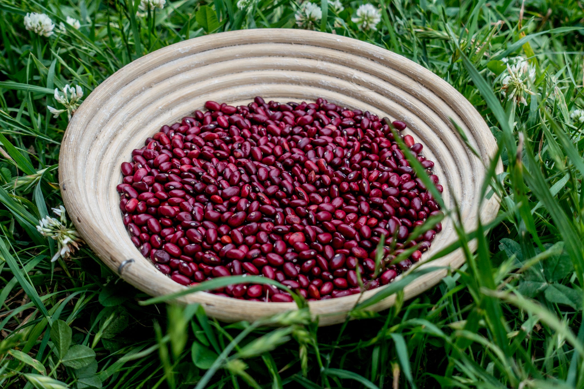 Rajma (Kilmora)