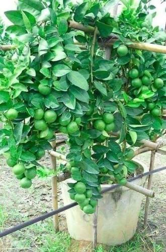 Thai Seedless Lemons