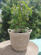 Planter with handle