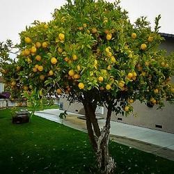 Thai Seedless Lemons